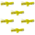 Flashtail Bass Popper  6 Flies Size 8 - Yellow Bass Fly Fishing Bug Wide Gape Bass Hooks With Weed Guard