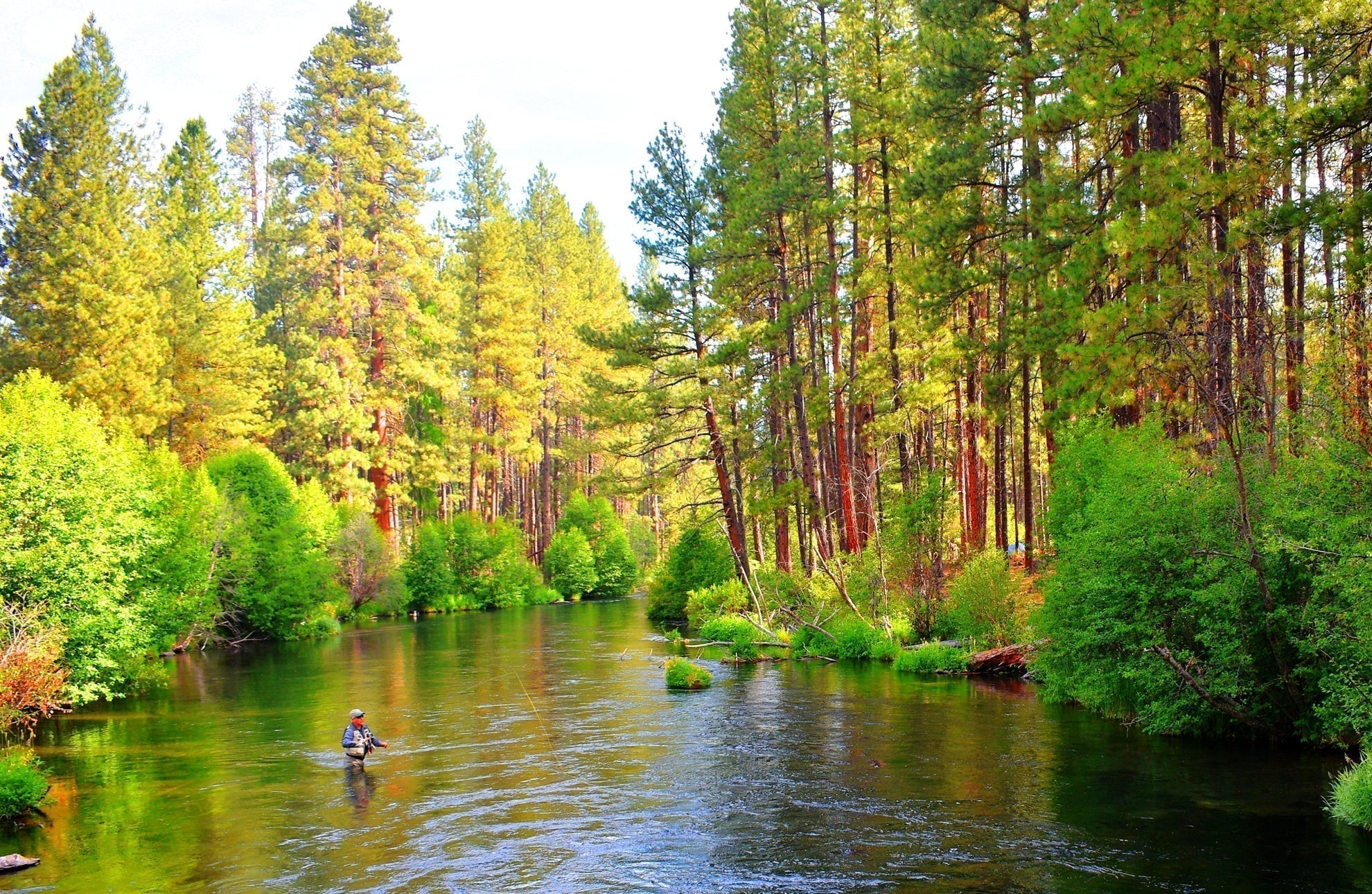 Tungsten Bead Soft Hackle Pheasant Tail Tactical Jig Czech Nymph Euro Nymphing Fly - 1 Dozen Flies Size 16